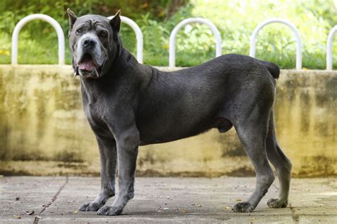 Cane Corso Attack Dog