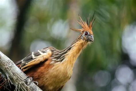 17 Types of Herbivorous Birds Across The World (+ Pics) - Animal Giant