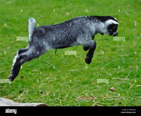 Baby goat jumping hi-res stock photography and images - Alamy