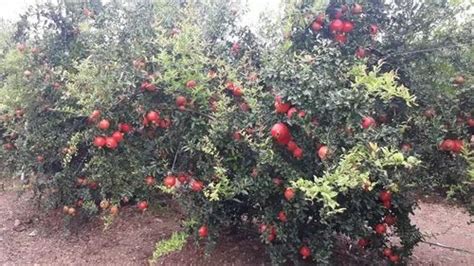 Bhagwa Pomegranate Plant at Rs 40/piece | Pomegranate Plants in Lucknow | ID: 19482175912