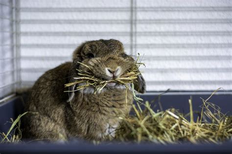 Types of Hay for Rabbits - The Rabbit Hop