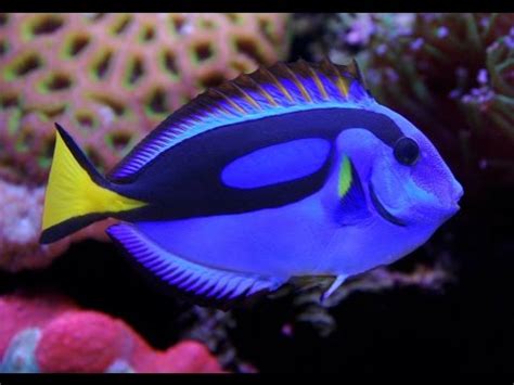 Facts: The Blue Tang (Palette Surgeonfish) - YouTube