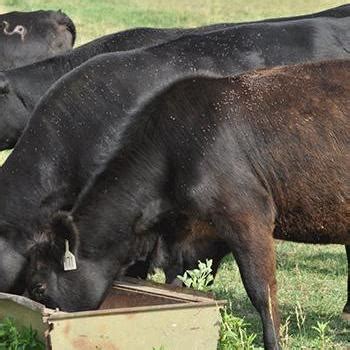 Horn Fly Control | Tattnall County Extension