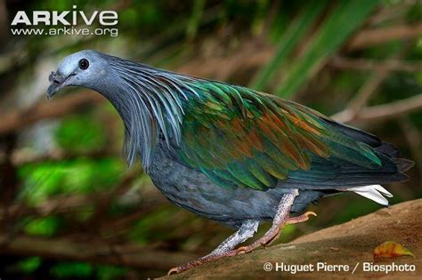 Nicobar pigeon - Alchetron, The Free Social Encyclopedia