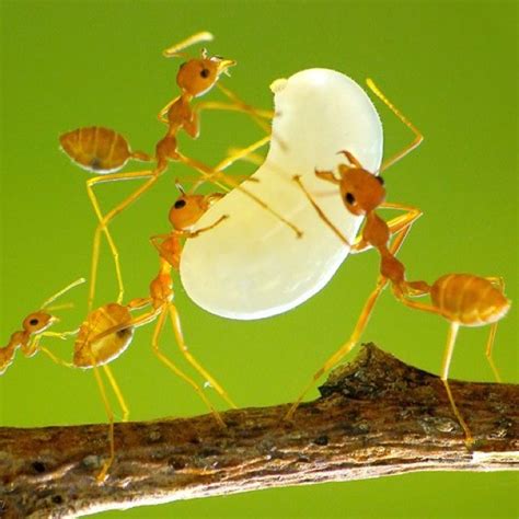 Army of ants build their own bridge by climbing on top of each other ...