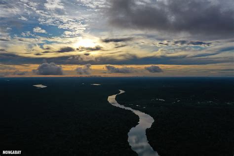 Bird's eye view: Drone photos of the Amazon rainforest (insider)