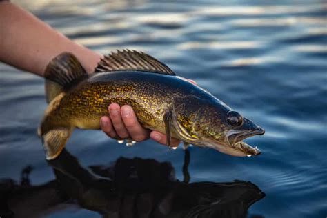 The Largest Walleye Ever Caught in Tennessee Was as Big as a River Otter - A-Z Animals