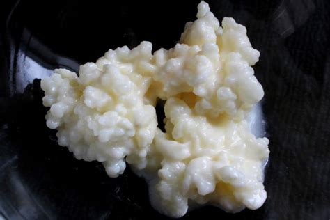 Don't Rinse Your Kefir Grains and More! - Cultured Food Life