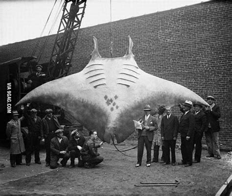 Giant oceanic manta ray - 9GAG