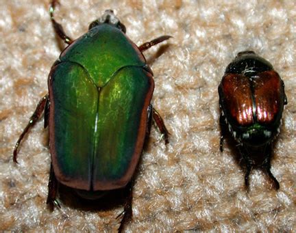 Not Quite a Japanese Beetle: The Green June Bug - Homestead Gardens, Inc.