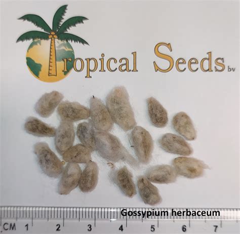 Gossypium herbaceum Seeds