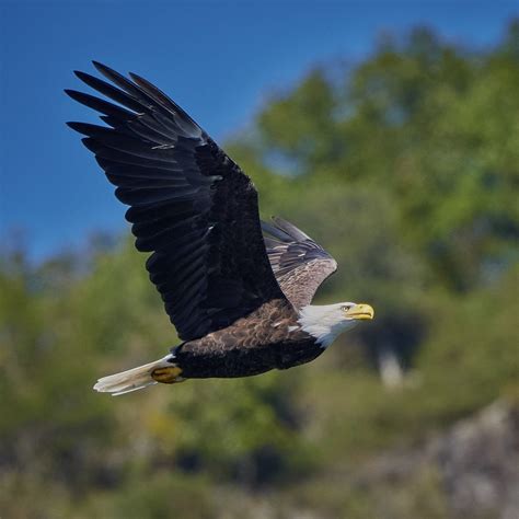 bald eagle | turtle island lake george | zuckerme | Flickr