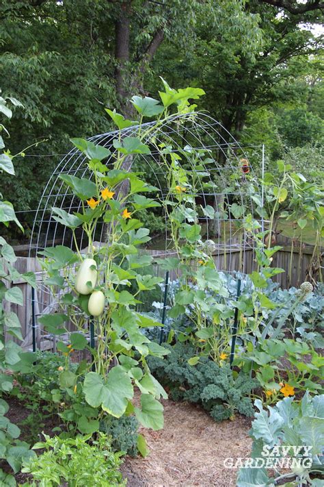 Cattle Panel Trellis: How to Build a DIY Vegetable Garden Arch