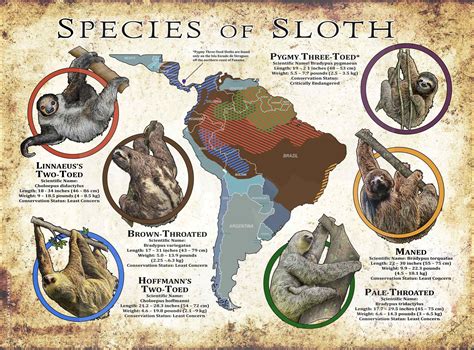 Species of Sloth Poster Print