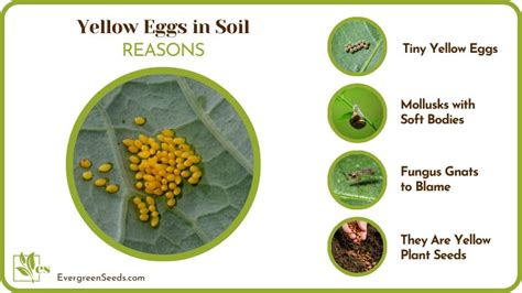 Yellow Eggs In Soil? Here’s What They Mean and What To Do - Evergreen Seeds