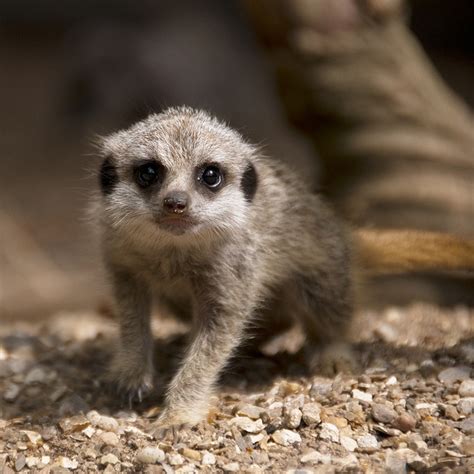 Untitled | Meerkat, Baby meerkat, Pet day