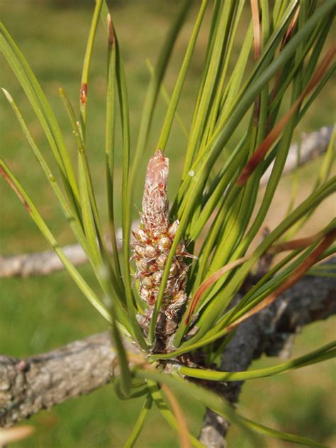 Pinus rigida - Jersey-Friendly Yards