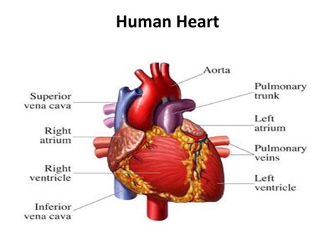 Human Heart