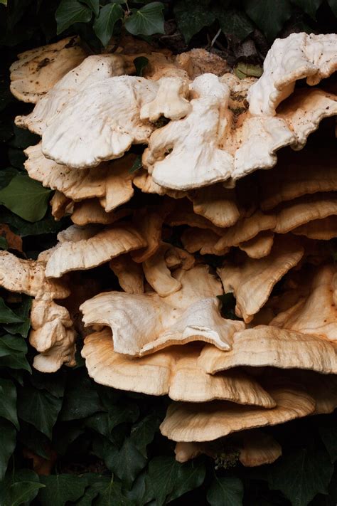 Free Images : ivy, edge, fungus, laetiporus sulphureus, tufts, oyster mushroom, edible mushroom ...