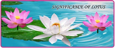 SINGNIFICANCE OF LOTUS AS A SPECIAL FLOWER-INDIANMIRROR