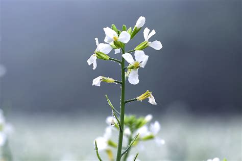 Radish Flower Plant - Free photo on Pixabay