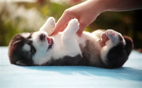 Animaux Mignon Chiot Chien Fond d'écran