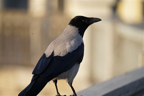 ArtStation - 32 Photos of crows in winter | Resources