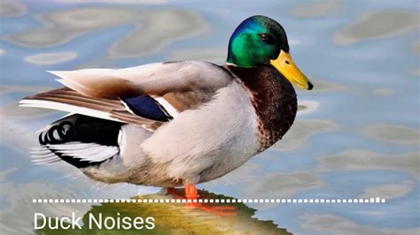 Animal sounds, Duck Noises - YouTube