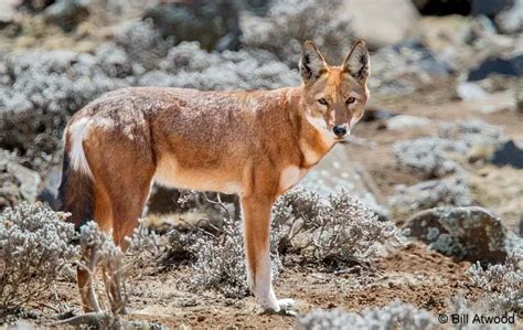 Ethiopian Wolf Facts | Anatomy, Diet, Habitat, Behavior - Animals Time