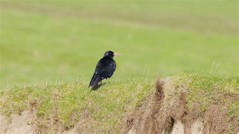 Islay with Speyside Wildlife - YouTube