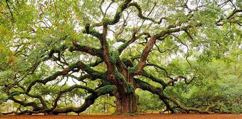 12 Facts About Oak Trees You Wood Not Believe - The Fact Site