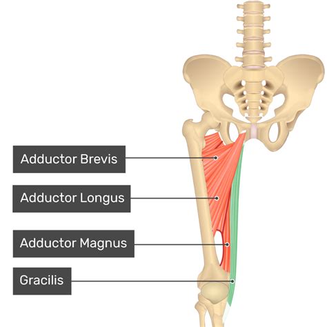 Gracilis Muscle Anatomy