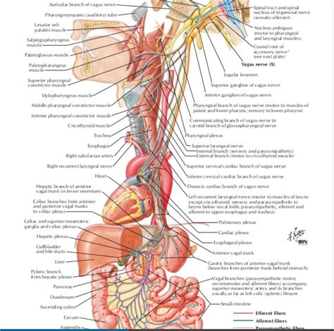 Illustrations of the Vagal System - Restorative Practices ELearning Platform