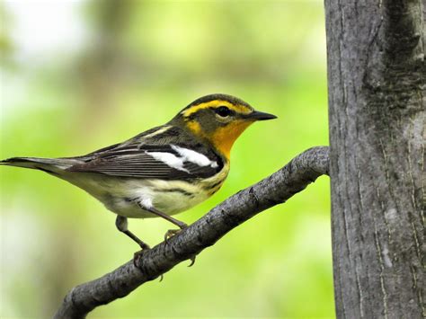 Female Blackburnian Warbler. NE OH 5-19 | Ornithology, Animals, Birds