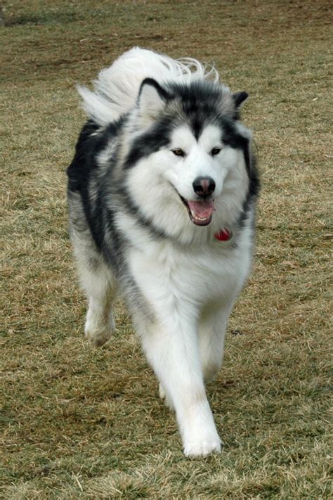 How to Groom an Alaskan Malamute | PetHelpful