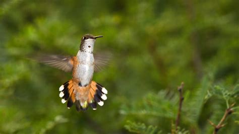 11 Intriguing Facts About The Rufous Hummingbird