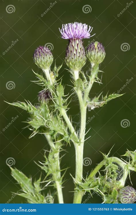 Creeping Thistle stock image. Image of weed, britain - 121555763