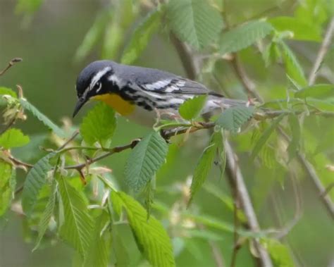 Yellow-throated warbler - Facts, Diet, Habitat & Pictures on Animalia.bio