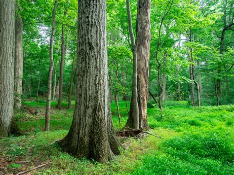 4 Best Parks in Watchung: Playgrounds, Parks, & Trails