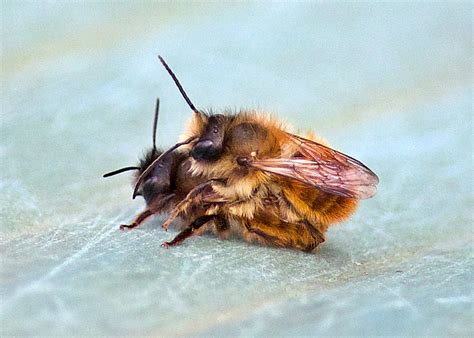 Bees Mating | Honey bees mating. Apparently the male can onl… | Flickr