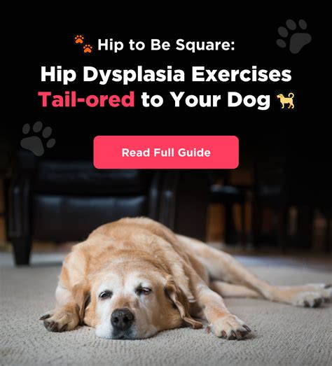 petzyo, Keep Your Dog's Tail Wagging: Hip Dysplasia Exercises to the Rescue! 🐾 - Petzyo