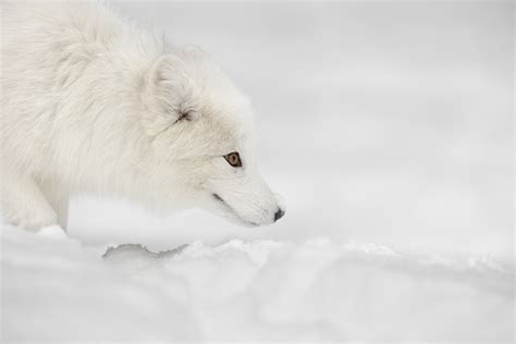 Alaskan Animal Adaptations - Bering Land Bridge National Preserve (U.S ...