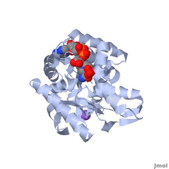 Malate dehydrogenase - Proteopedia, life in 3D