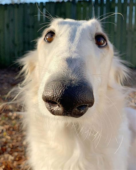 Meet Eris The Borzoi: Dog With an Unusually Long Snout