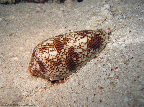 Cone shells - The Australian Museum