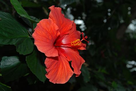 Tropical Rainforest: Flowers In The Tropical Rainforest