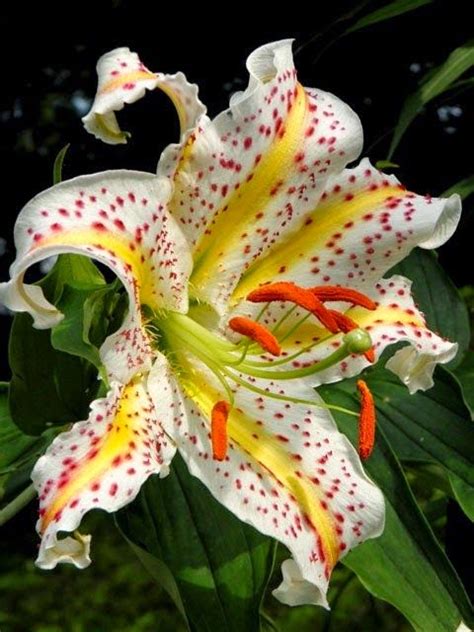 Lilium