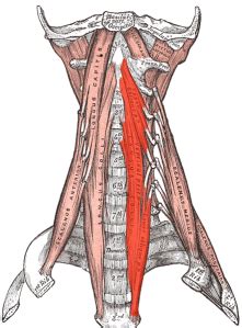 Longus Colli - Physiopedia