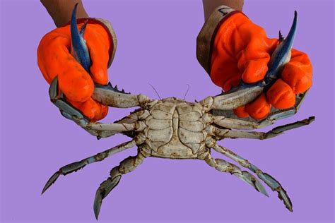 From the boat to your throat: The true cost of Maryland blue crabs | WAMU