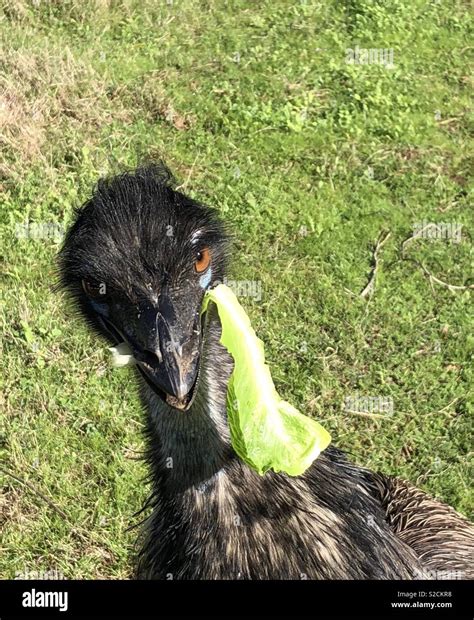 Emu eating hi-res stock photography and images - Alamy